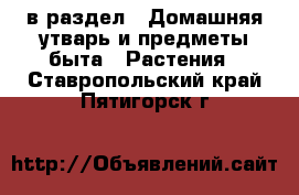  в раздел : Домашняя утварь и предметы быта » Растения . Ставропольский край,Пятигорск г.